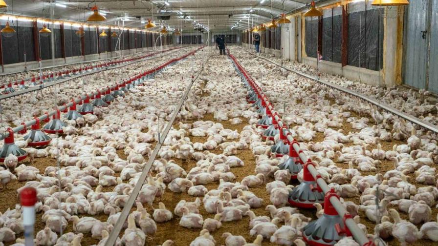 Tras mejoría en el abastecimiento, proyectan una oferta de 21.8 millones de pollos en septiembre