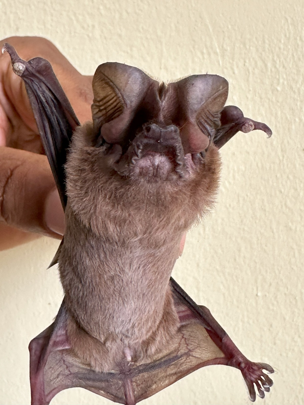 Científicos dominicanos encuentran especie de murciélagos que se pensaba extinguida en la isla