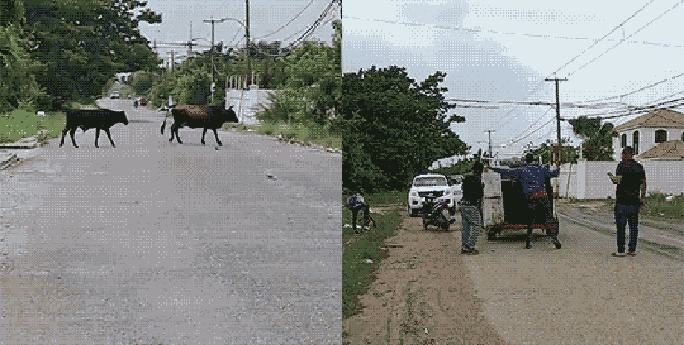 Apresan 4 Vacas en la vía pública, dueños deberán pagar 6 mil pesos por cada animal en el Ayuntamiento de SPM