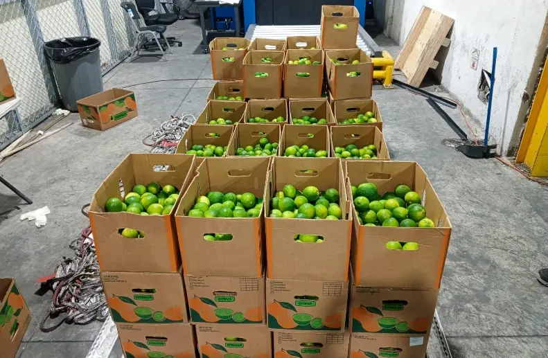 Autoridades incautan 162 limones falsos con 10 kg de cocaína