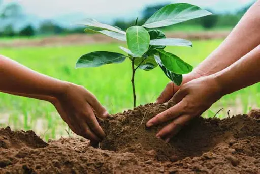 Reforestan cuencas de dos ríos en Puerto Plata