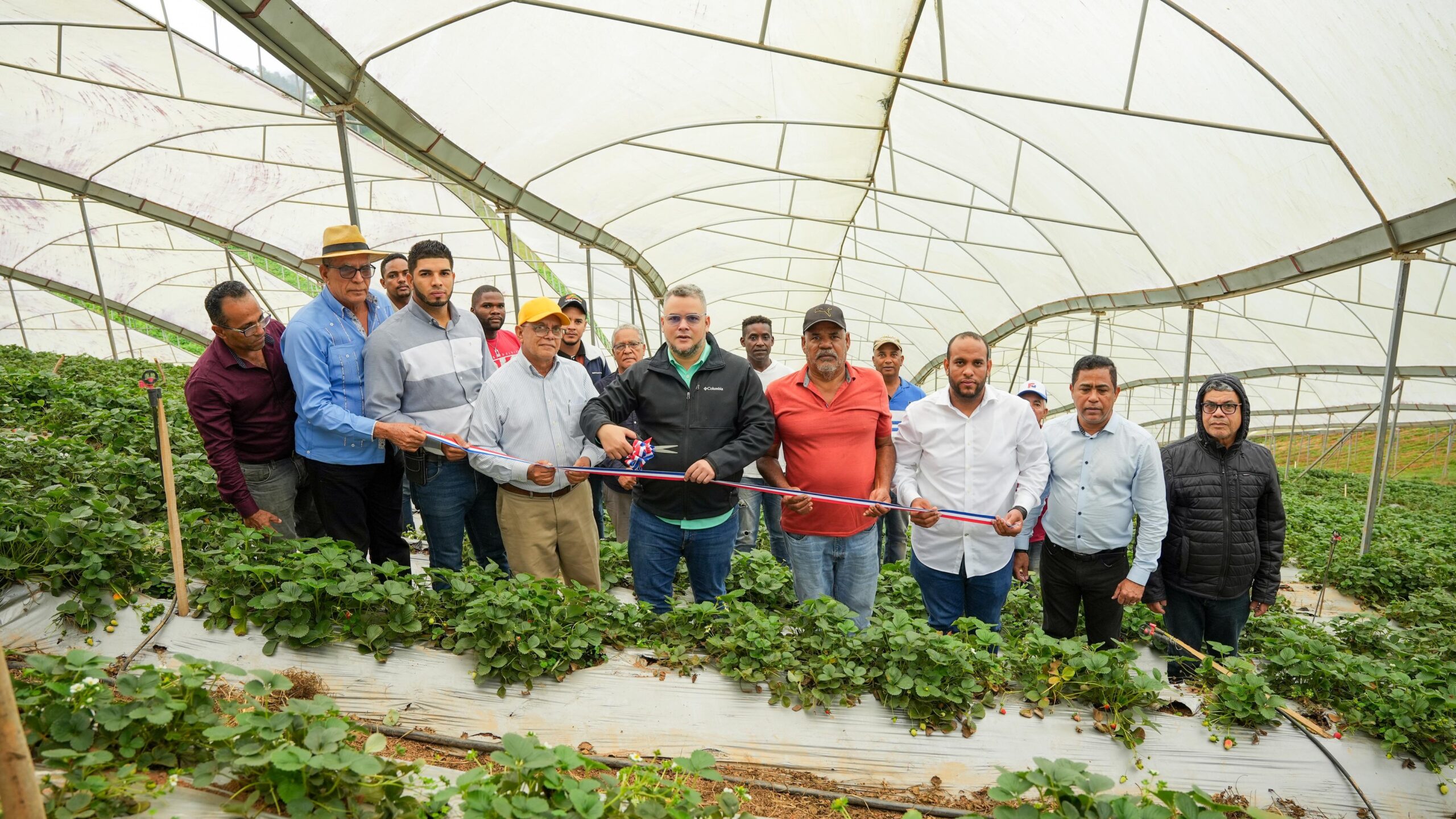 FEDA apuesta a la producción de fresas para dinamizar economía de Jarabacoa