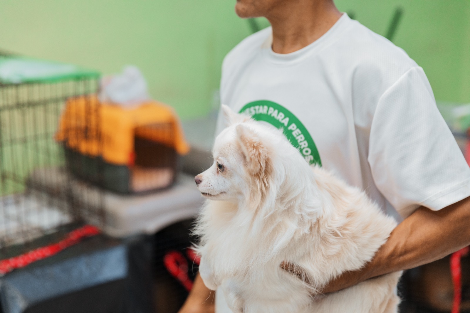 Alcaldía del Distrito Nacional realiza jornada de bienestar para perros y gatos