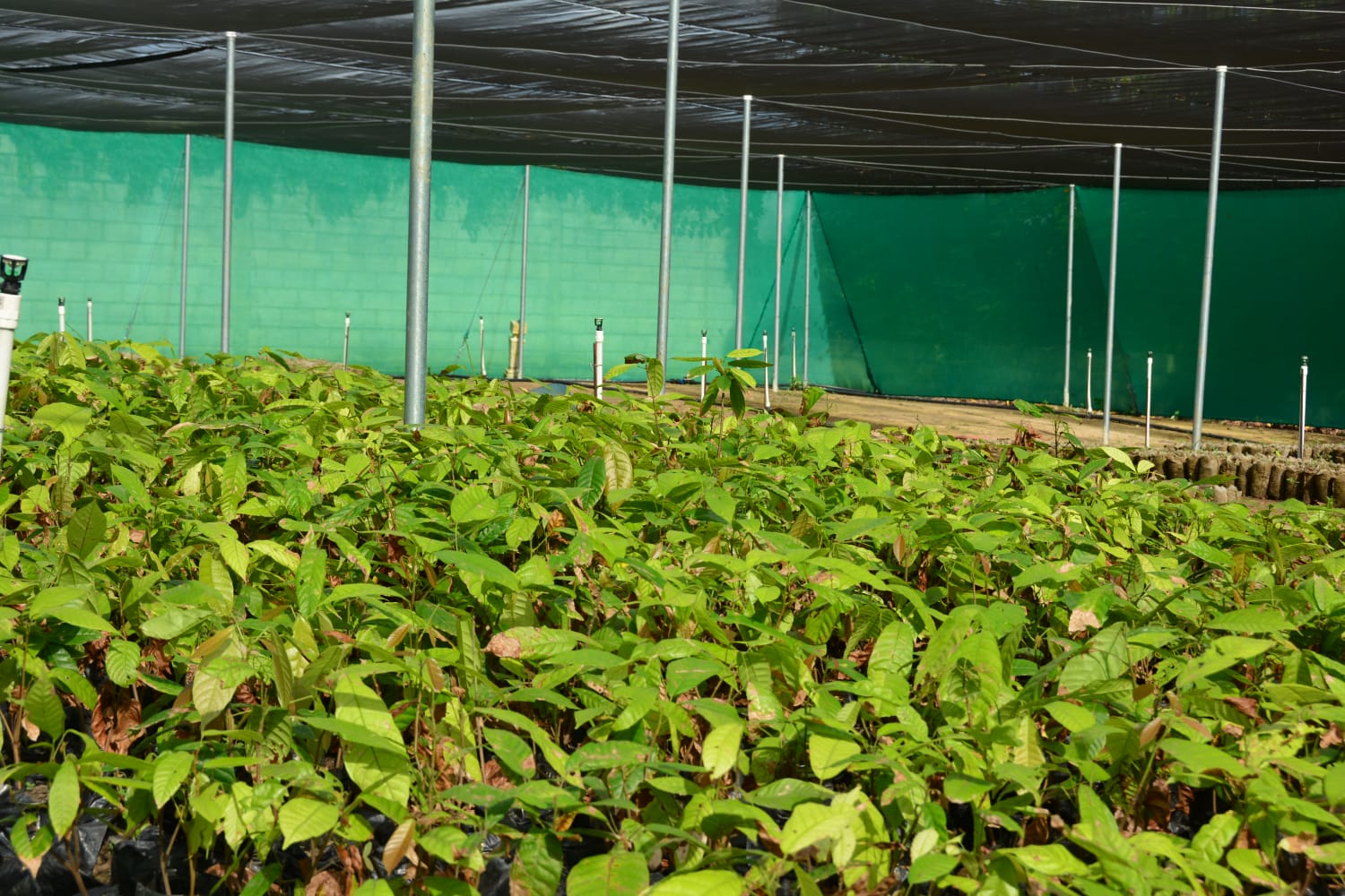 Hecmilio Galván asegura Gobierno trabaja para aprovechar boom del cacao