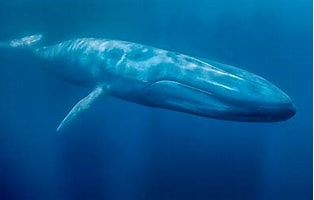 Ballena Azul varada en playas de Haití termina en platos de los lugareños