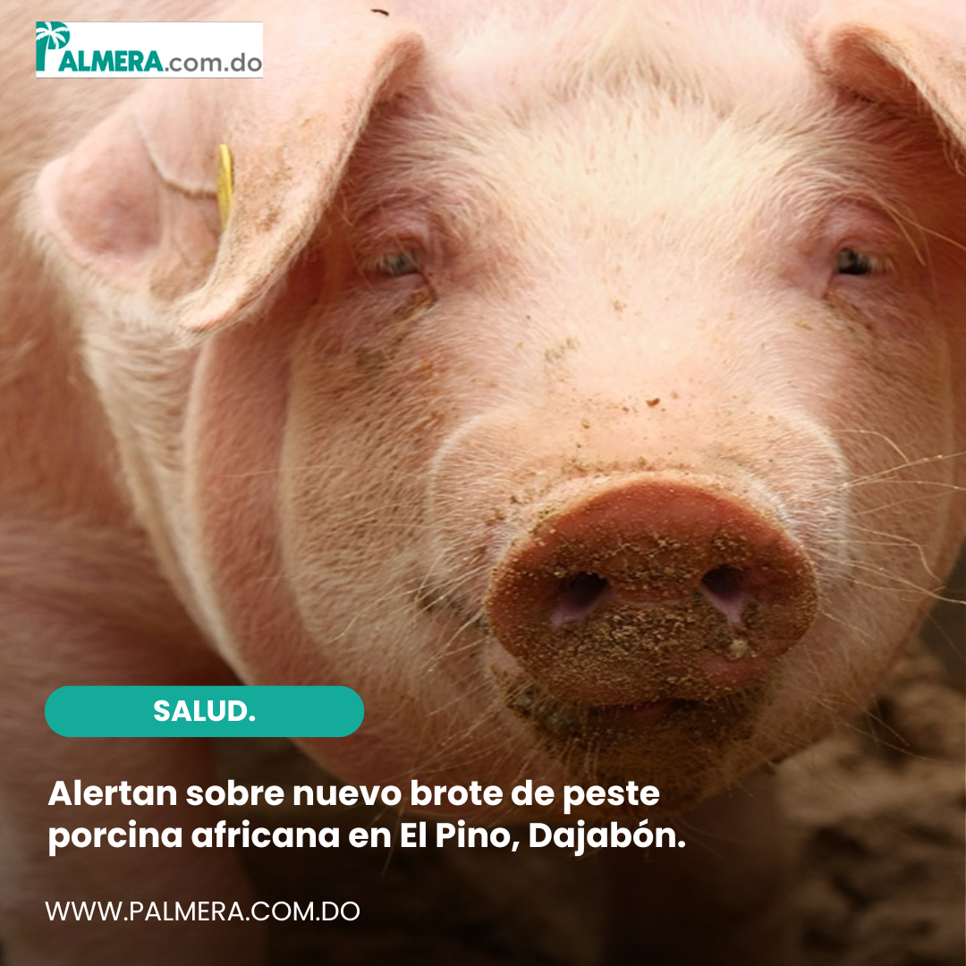 Alertan sobre nuevo brote de peste porcina africana en El Pino, Dajabón.