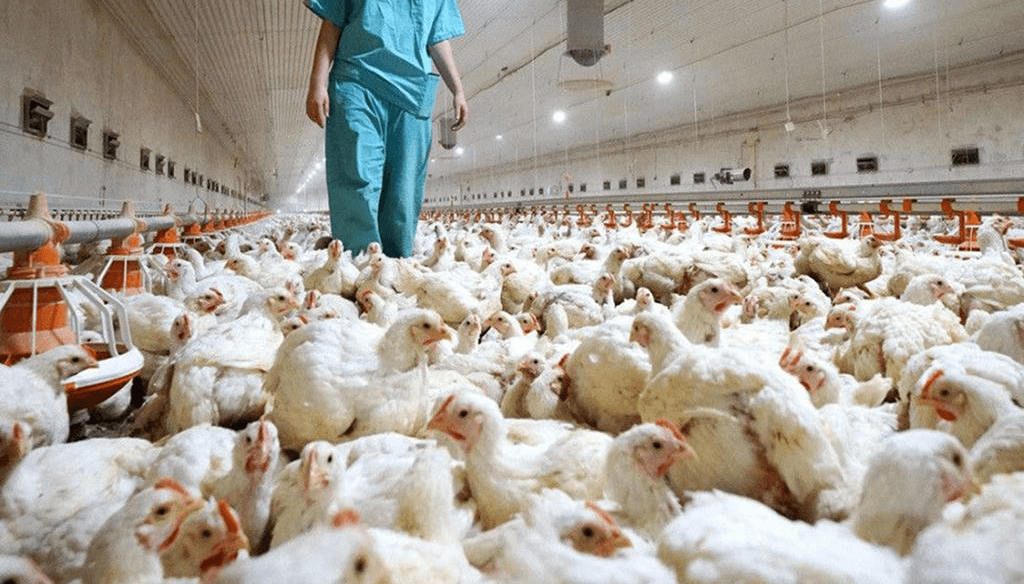 República Dominicana suspende compra de pollo a Brasil por gripe aviar