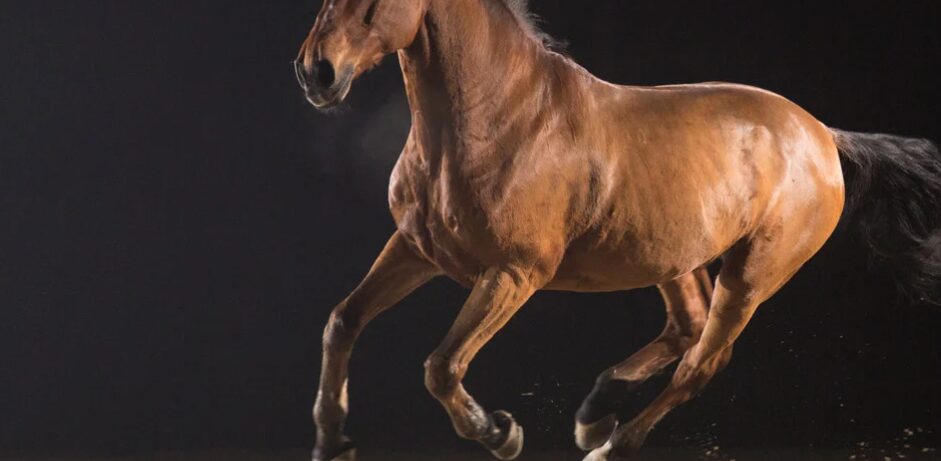 Niño de 4 años herido tras ser atropellado por un caballo en Sabana Grande de Boyá
