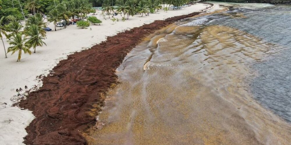 Alarma en Samaná por masiva acumulación de sargazo en Playa Rincón