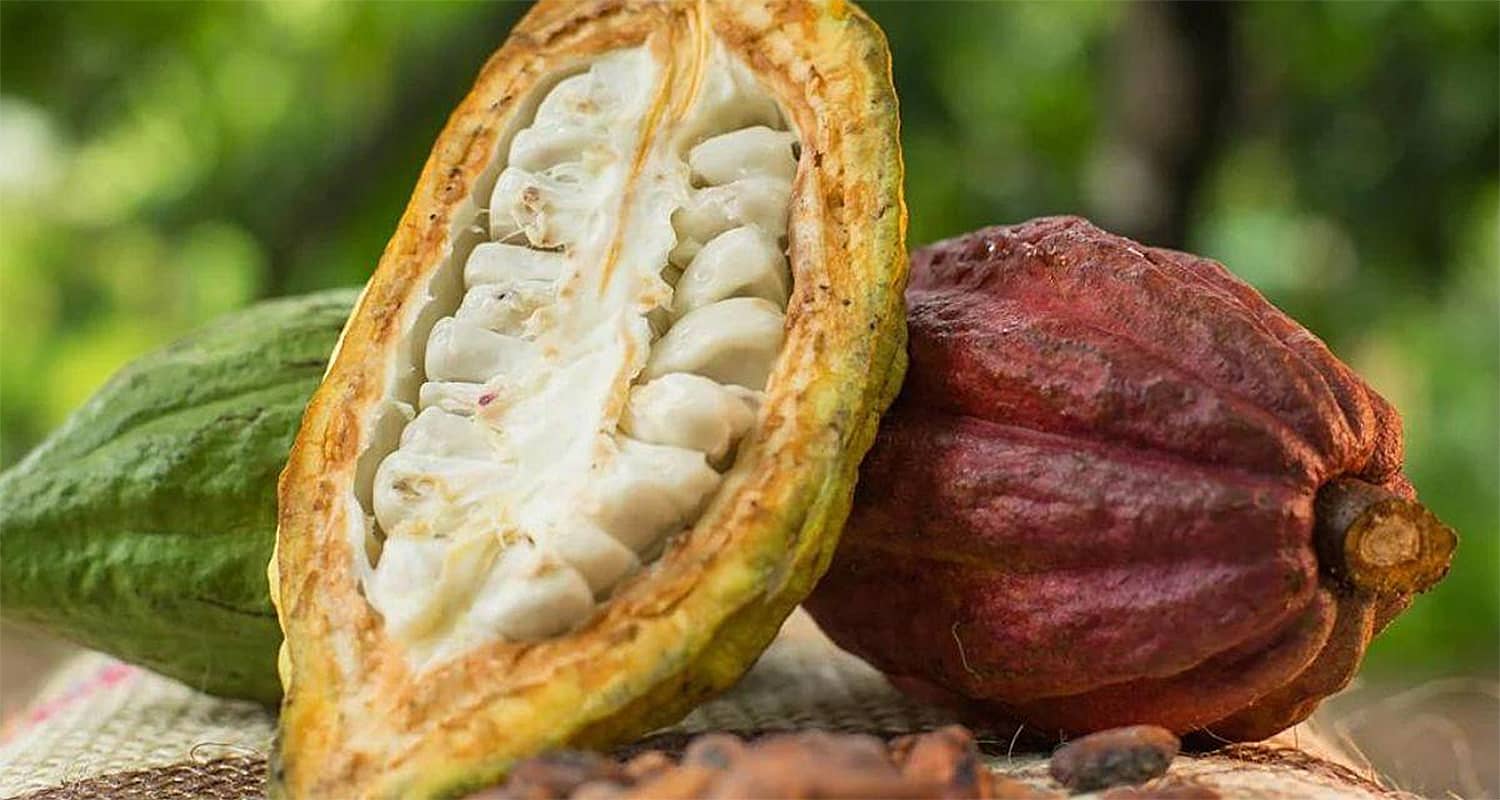 Exportaciones Dominicanas 2025: Oro, Cacao y Cigarros Marcan el Ritmo