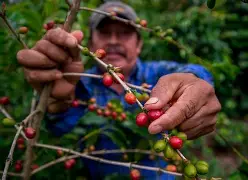 Cafetaleros dominicanos celebran precios récord del café en mercados internacionales