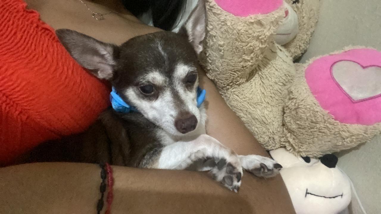 Desaparece Simba, chihuahua de Cancino I: familia pide ayuda urgente para encontrarlo