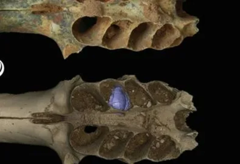 Descubren nidos fósiles de abejas en mandíbulas de mamíferos prehistóricos en República Dominicana.