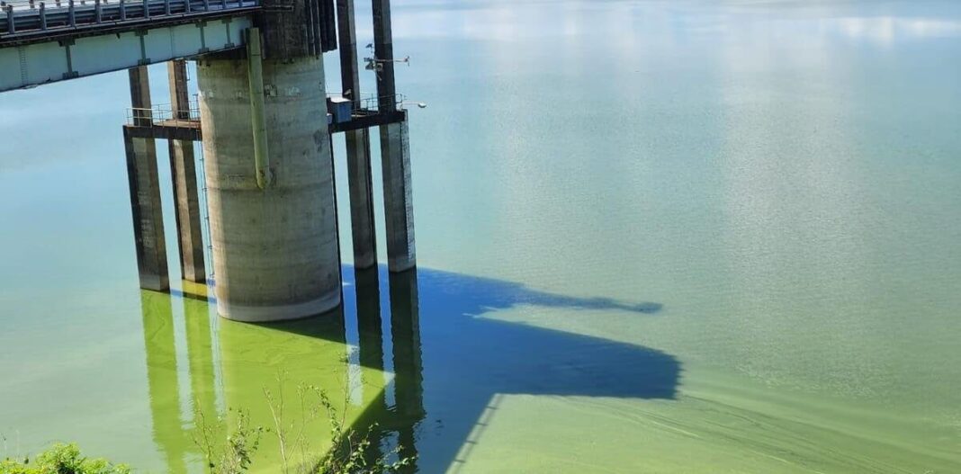 Coloración del agua en presa de Hatillo es causada por floración de algas.