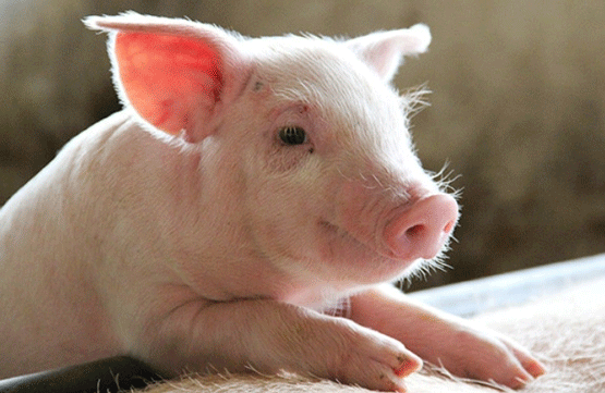 Productores aún se recuperan de la peste porcina africana