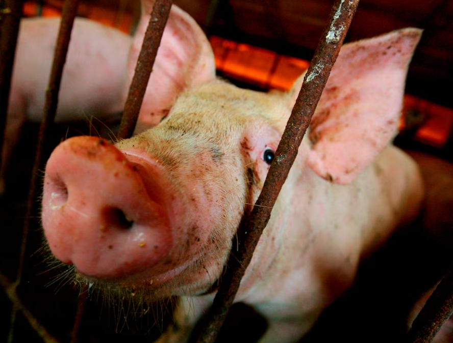 RD logra avances relevantes en el control de la peste porcina africana, según la FAO