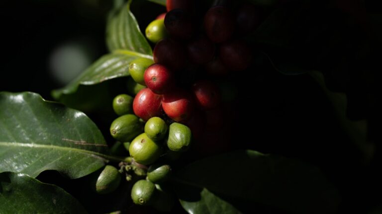 Induban impulsa la caficultura: productores logran hasta 40 % más rendimiento con “Café Creciente”