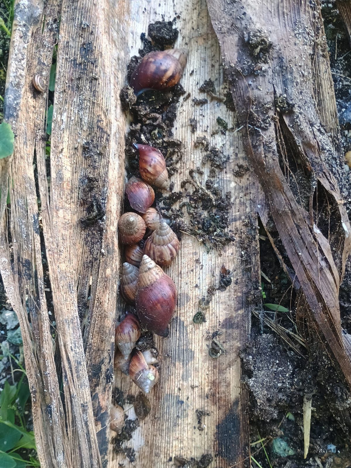 Agricultura inicia pago de más de RD$59 millones a técnicos y jornaleros de programas sanitarios