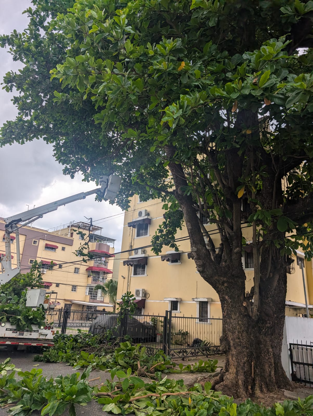 Alcaldía del DN mantiene poda y limpieza preventiva para mitigar posibles efectos de lluvias