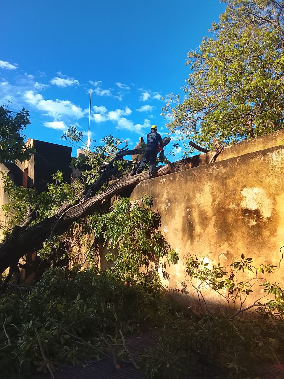 Bomberos y Alcaldía del Distrito Nacional retiran árboles caídos tras fuertes vientos
