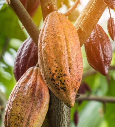 Instituciones acuerdan impulsar el desarrollo del cacao en RD