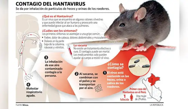 OMS confirma transmisión humana de cepa de hantavirus detectada en crucero que partió de Argentina
