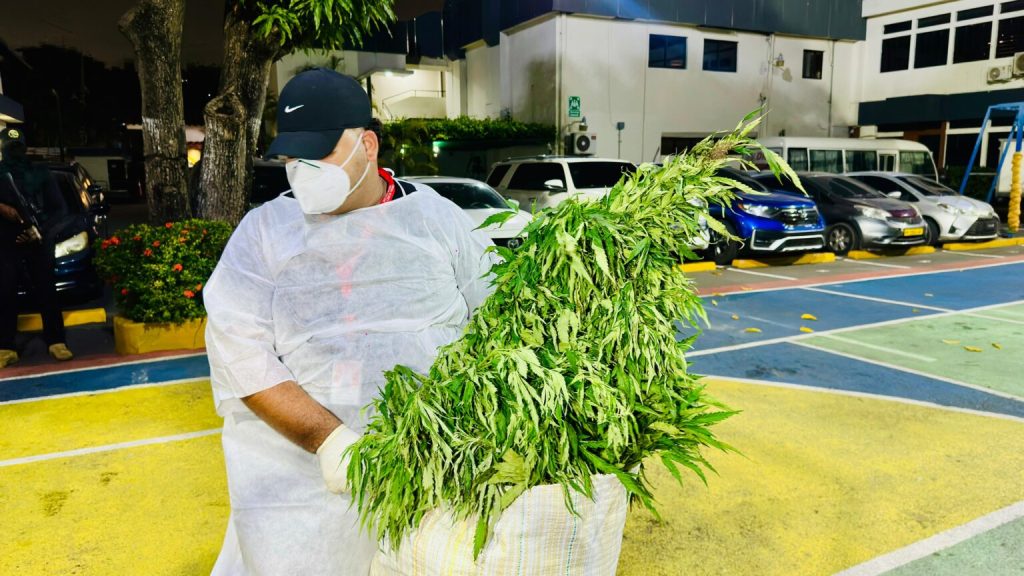Siembra de marihuana en Ocoa tuvo peso superior a 13,000 libras