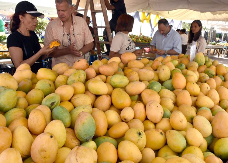 Exportación de mango dominicano peligra por mosca infecciosa