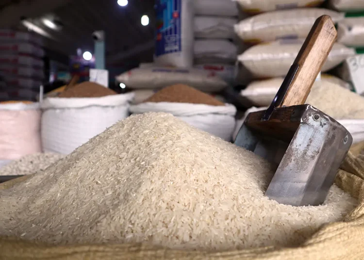 Producción de arroz en República Dominicana alcanza cifra histórica con 14.78 millones de quintales en 2025