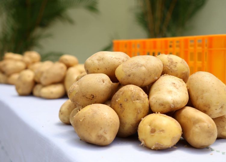 Tecnología impulsa la producción de papa en Constanza pese al aumento de costos agrícolas