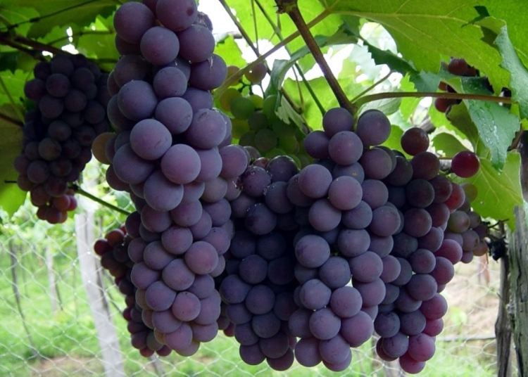 Más calor, más alcohol: el cambio climático transforma las uvas para vino