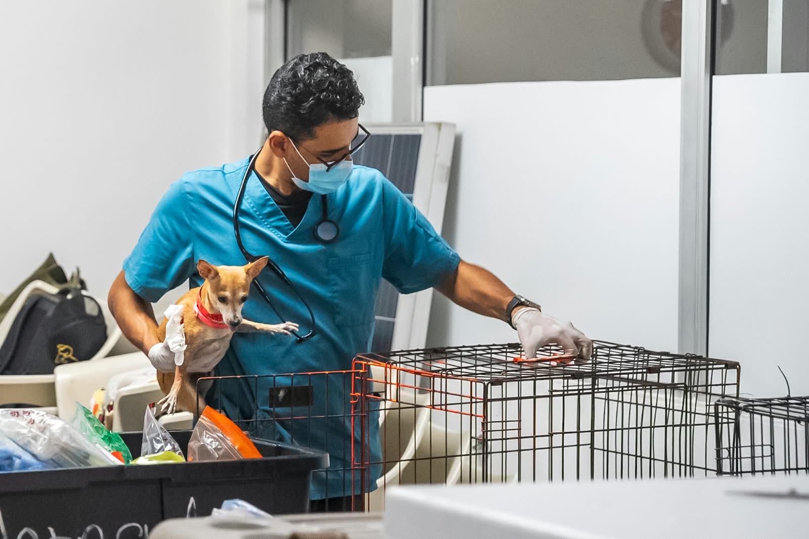 Alcaldía del DN esteriliza 102 animales y coloca 530 vacunas en jornada de este fin de semana