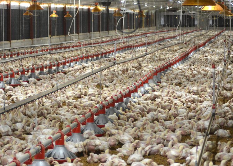 RD duplica importaciones de pollo mientras producción local crece 52.6 %
